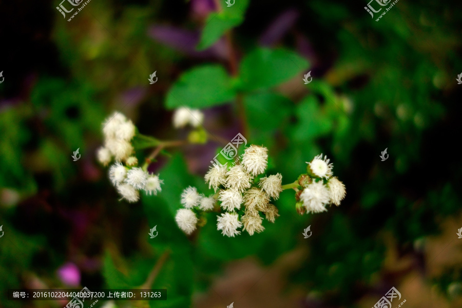 胜红蓟,藿香蓟,白色野花