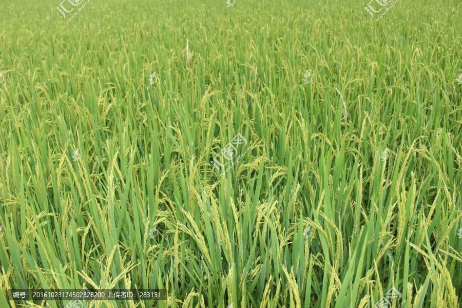 广阔的水稻田