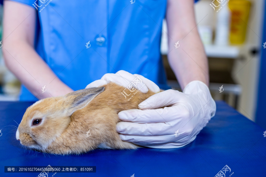 兽医为兔子做检查