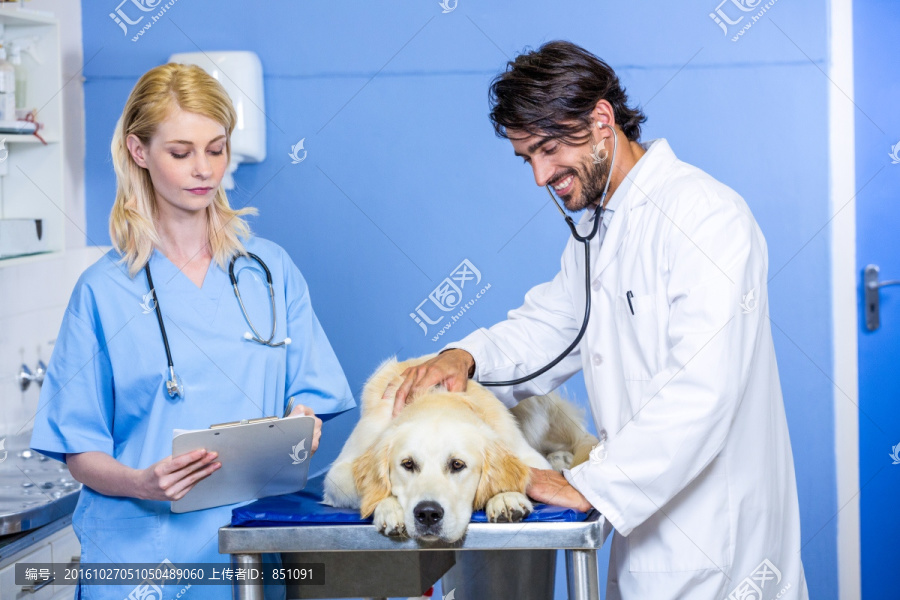 兽医微笑着为小狗做检查