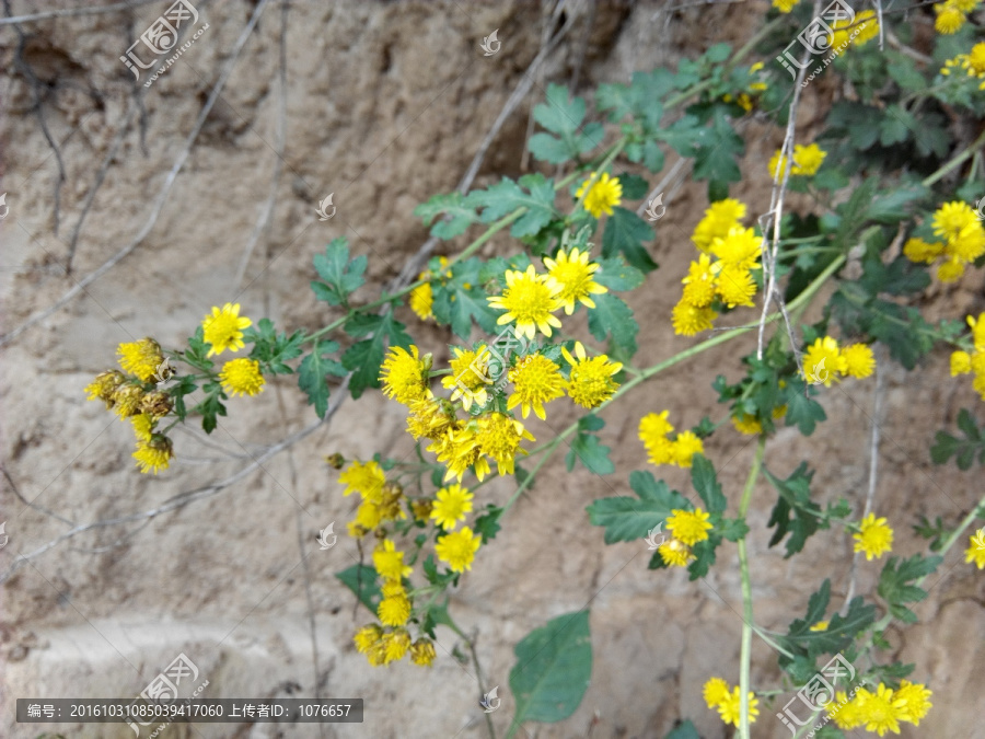 小菊花