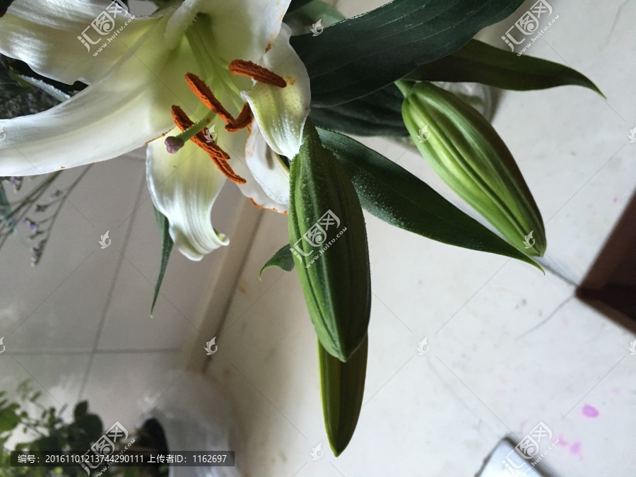 百合花苞