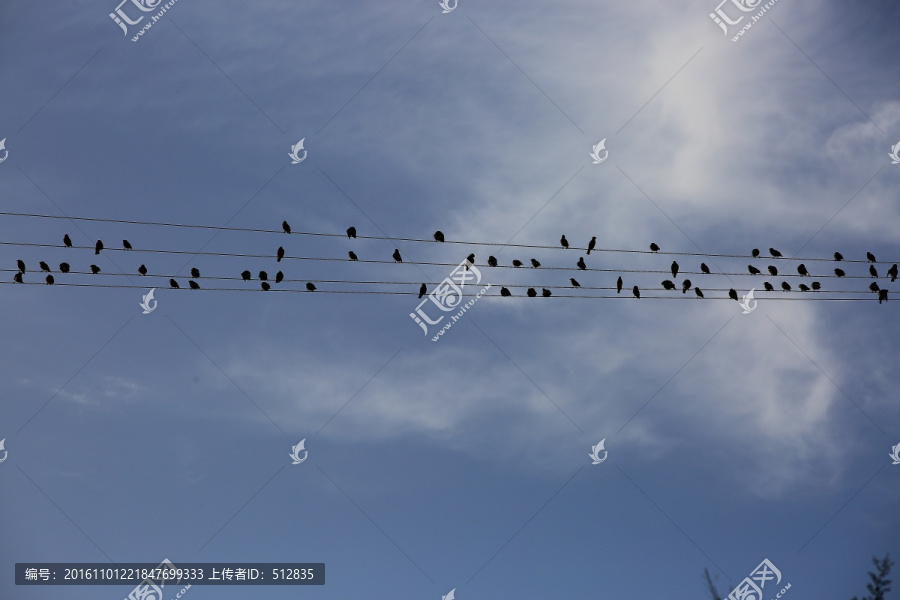 电线上的鸟群