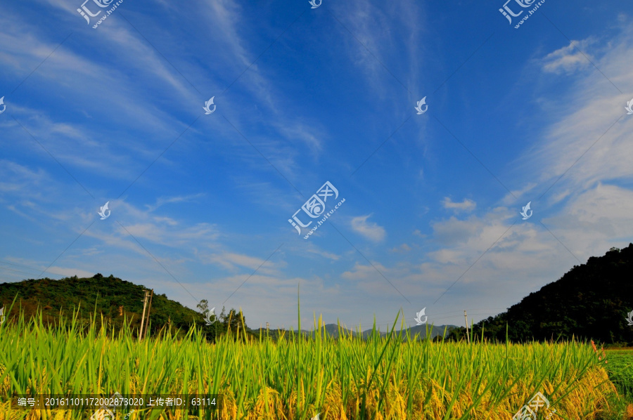 蓝天白云,田园风光,金色稻田