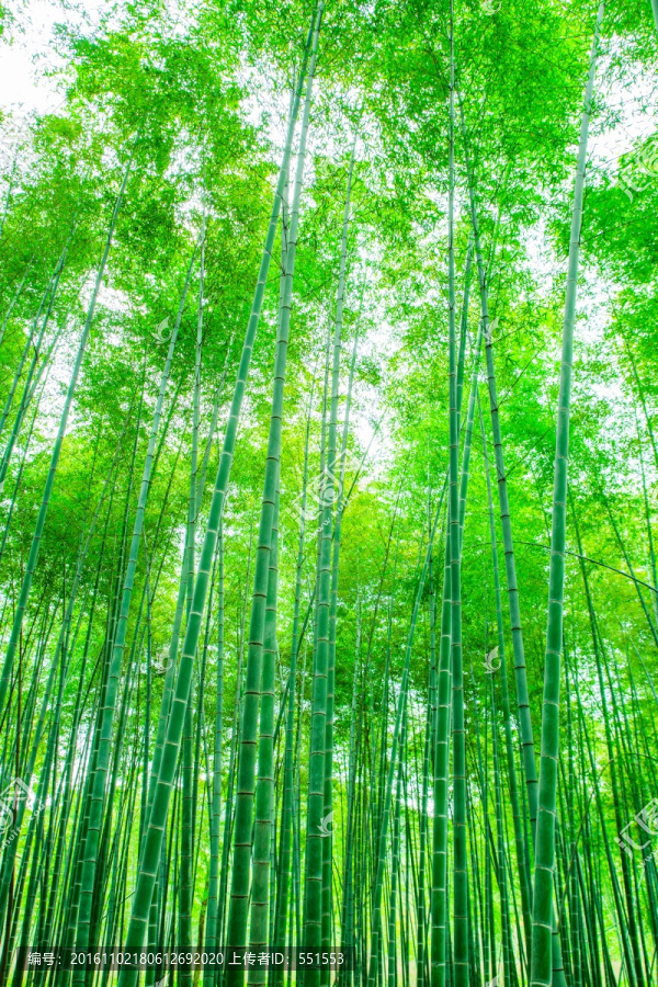 竹林