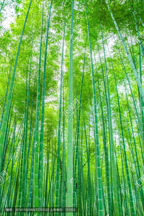 竹林
