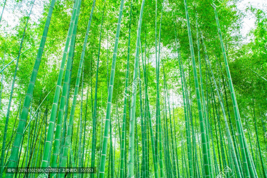 竹林