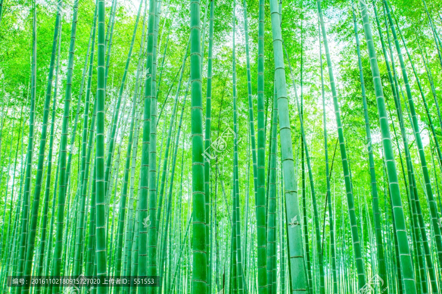 竹林