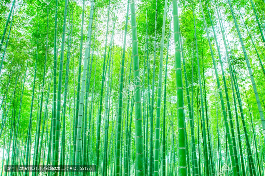 竹林