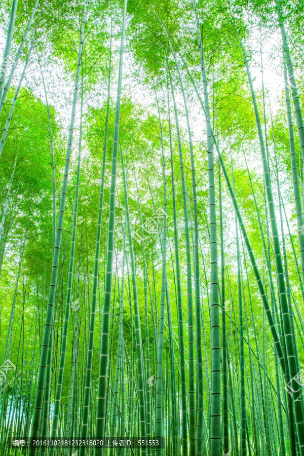 竹林