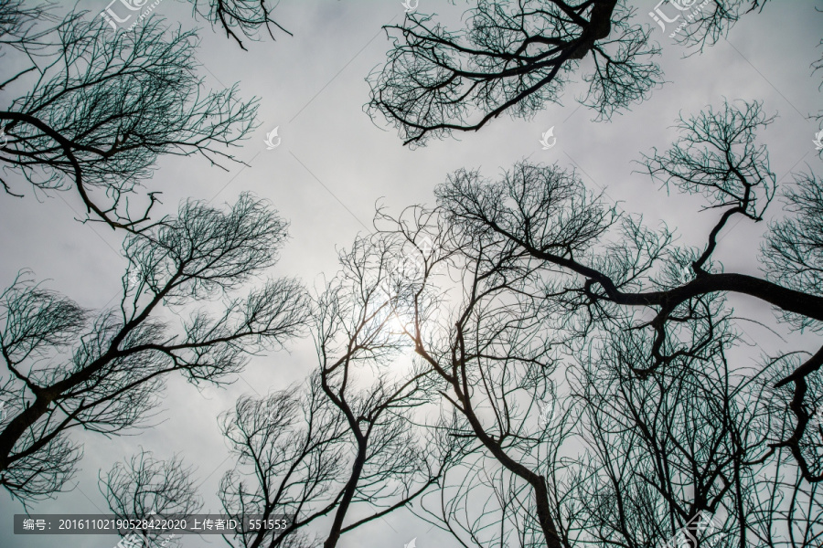 树枝,天空