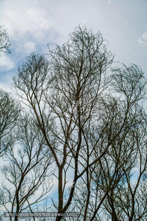 树枝