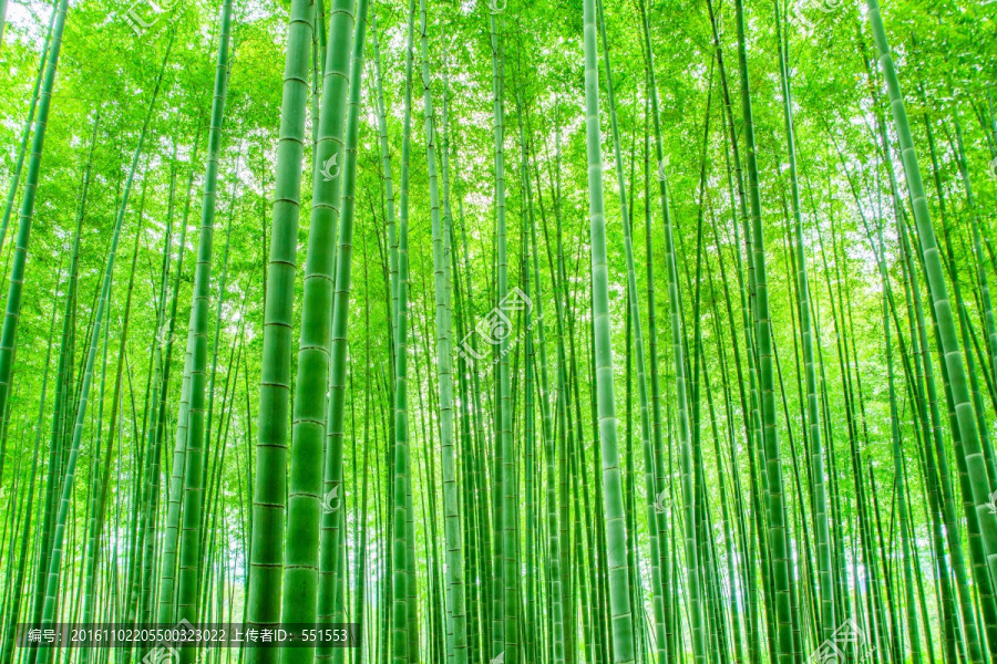 竹林