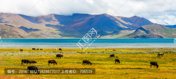 羊卓雍湖,草原牧场