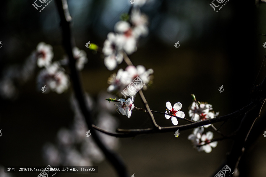 桃花