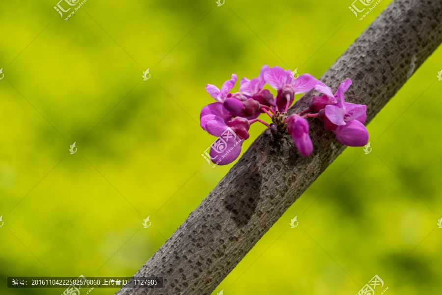 紫荆花