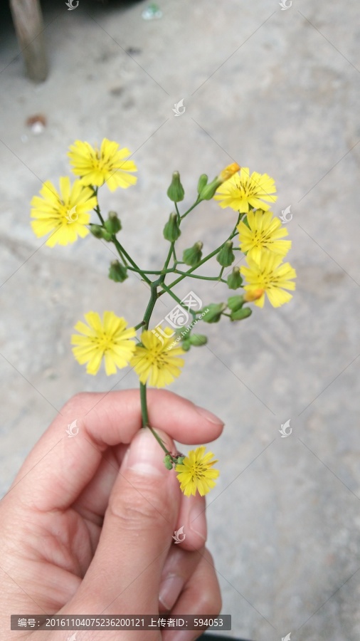 路边的小野花