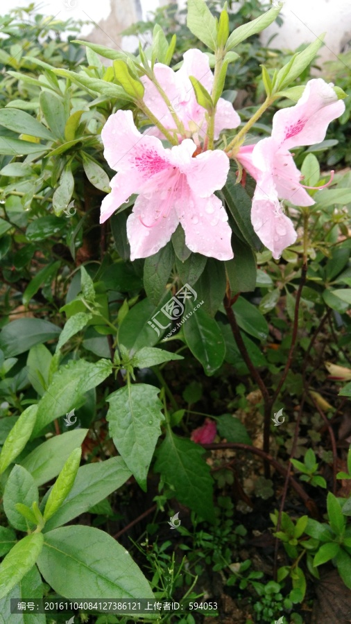 清明花