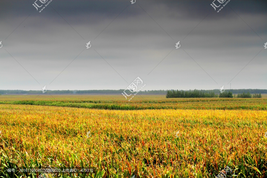 农田,水稻