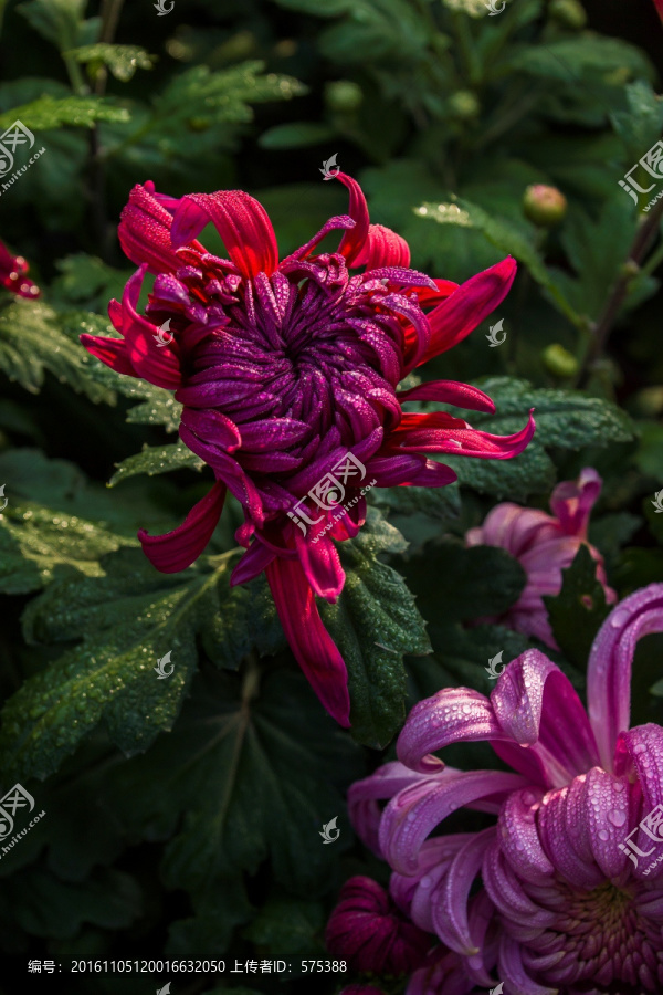 菊花