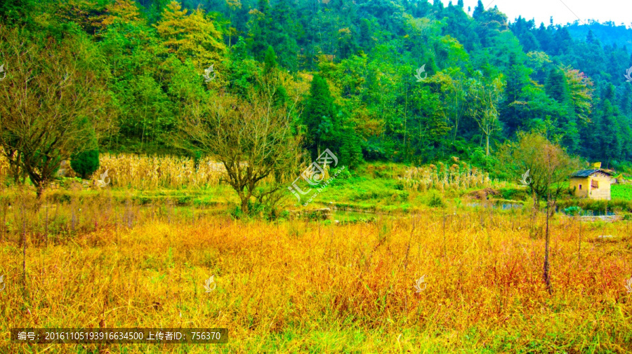 秋色,山村