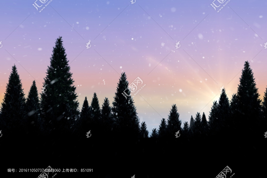 冷杉林上的雪