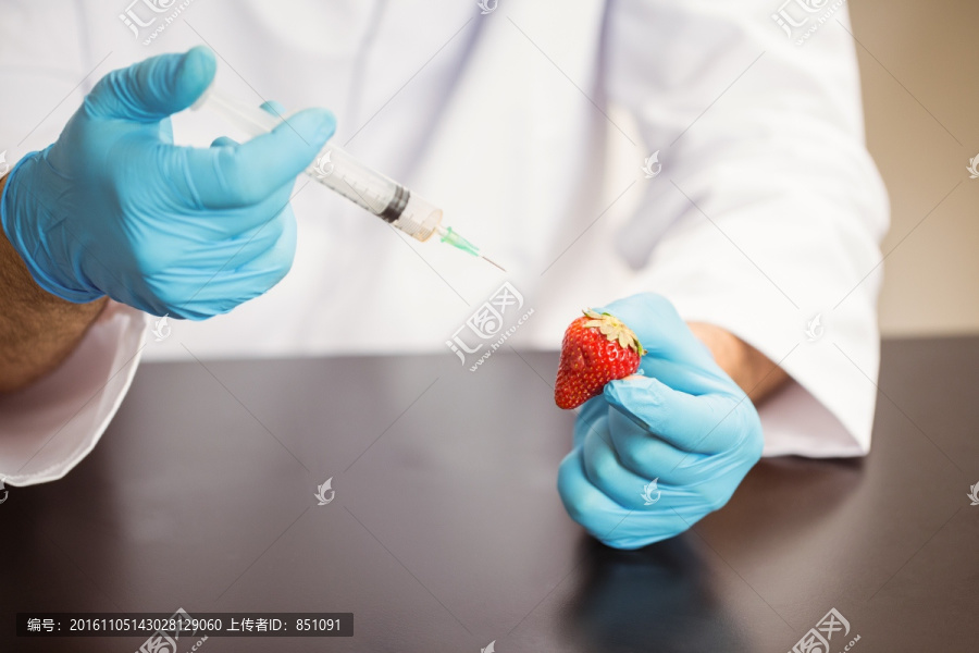 科学家为草莓做注射