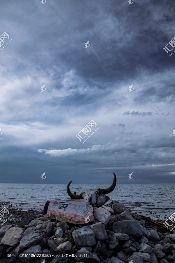 青海湖湖畔的牛头骨