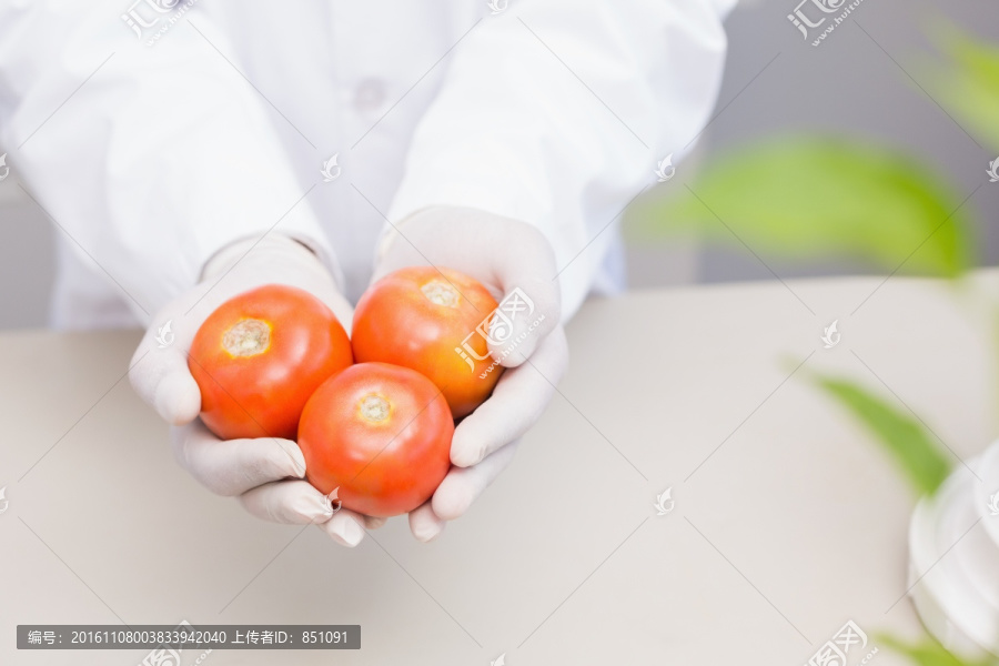 科学家拿着西红柿