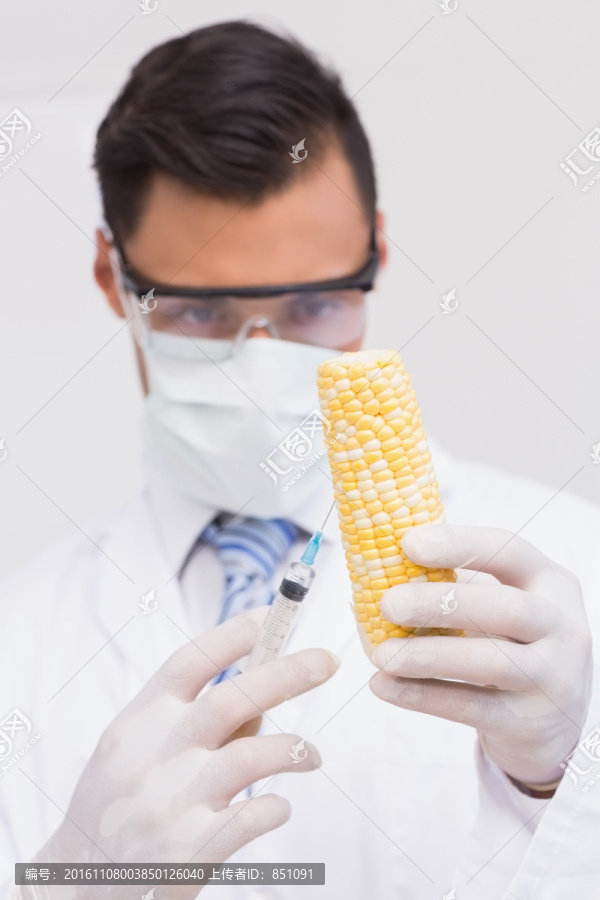 科学家给玉米棒做注射