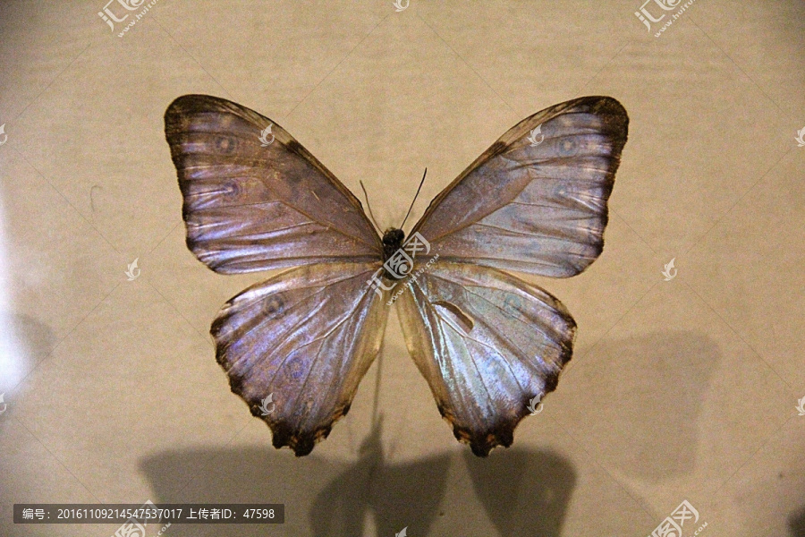 蝴蝶标本,自然博物馆