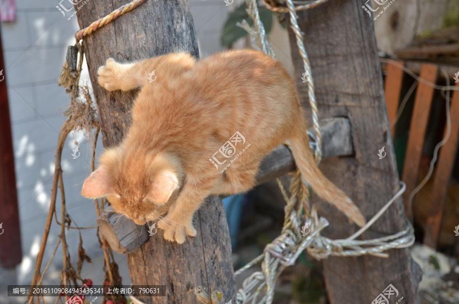 猫