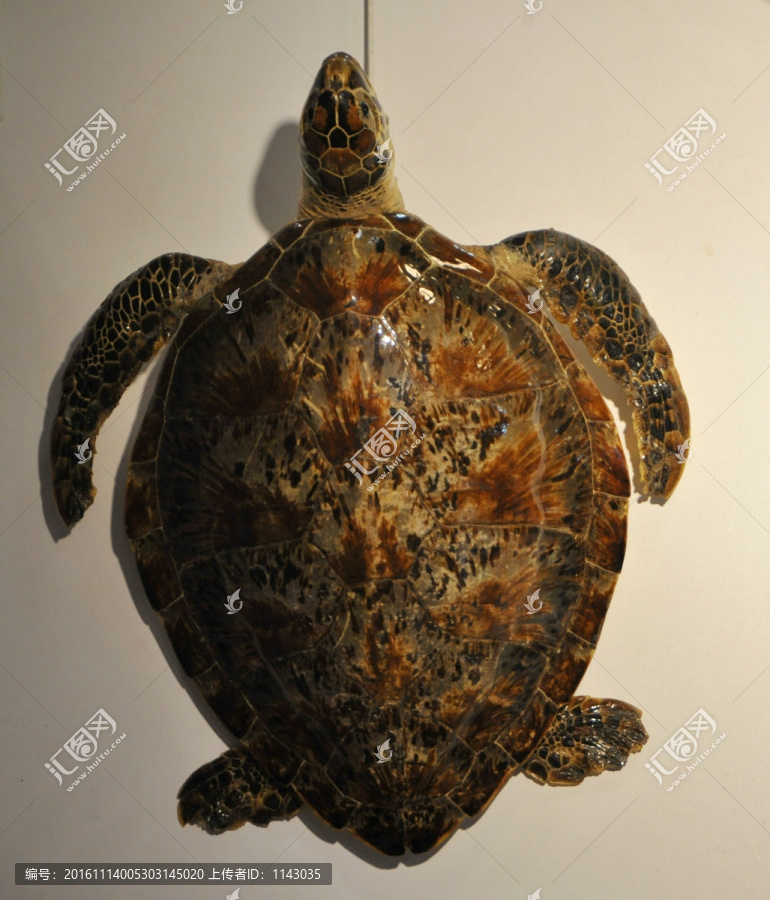 长寿龟,乌龟标本