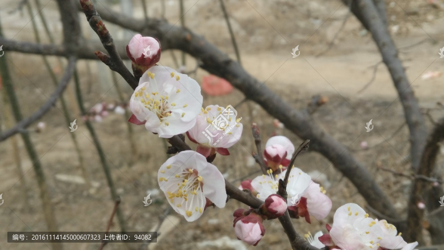杏花