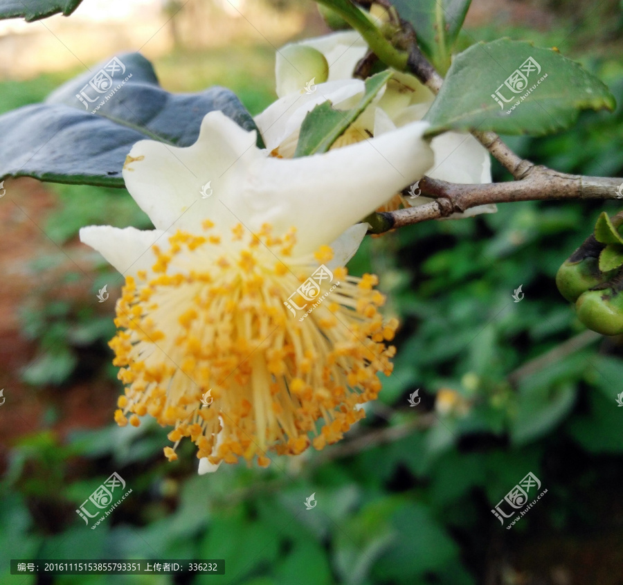 山茶花