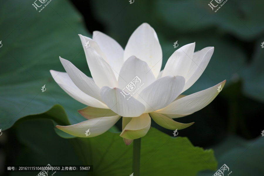 白荷花