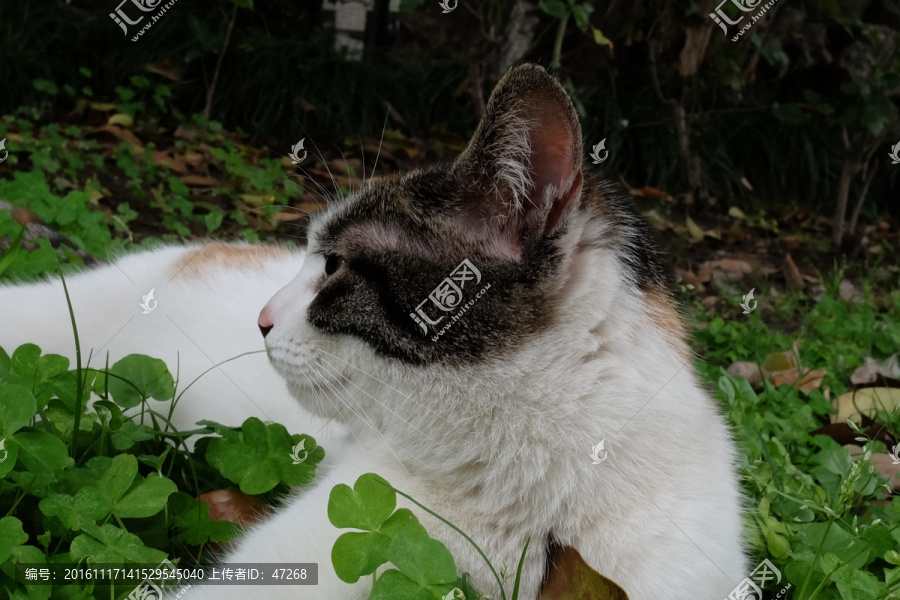 花猫