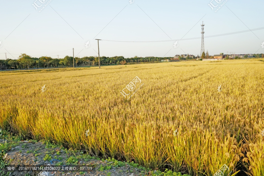 金色的稻田,农田,水稻田