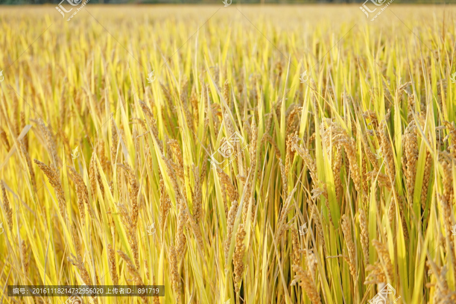 金色的稻田,农田,水稻田