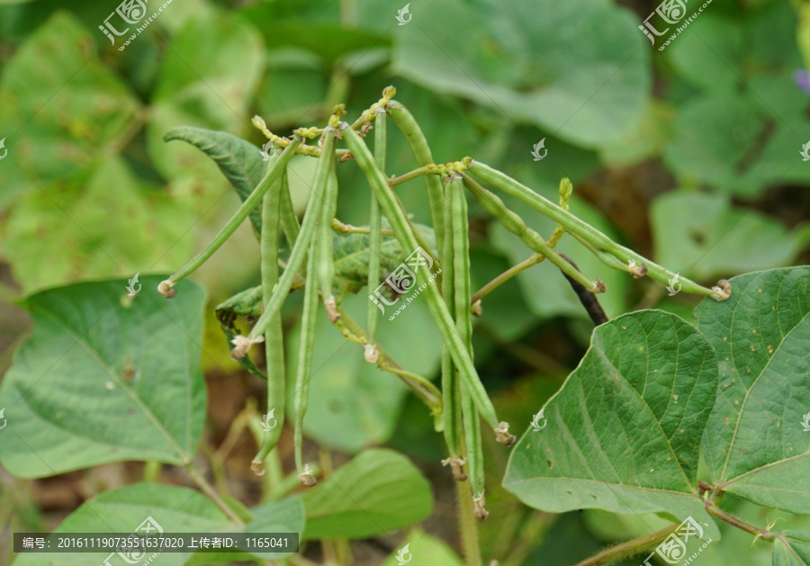 绿豆植物,绿豆生长