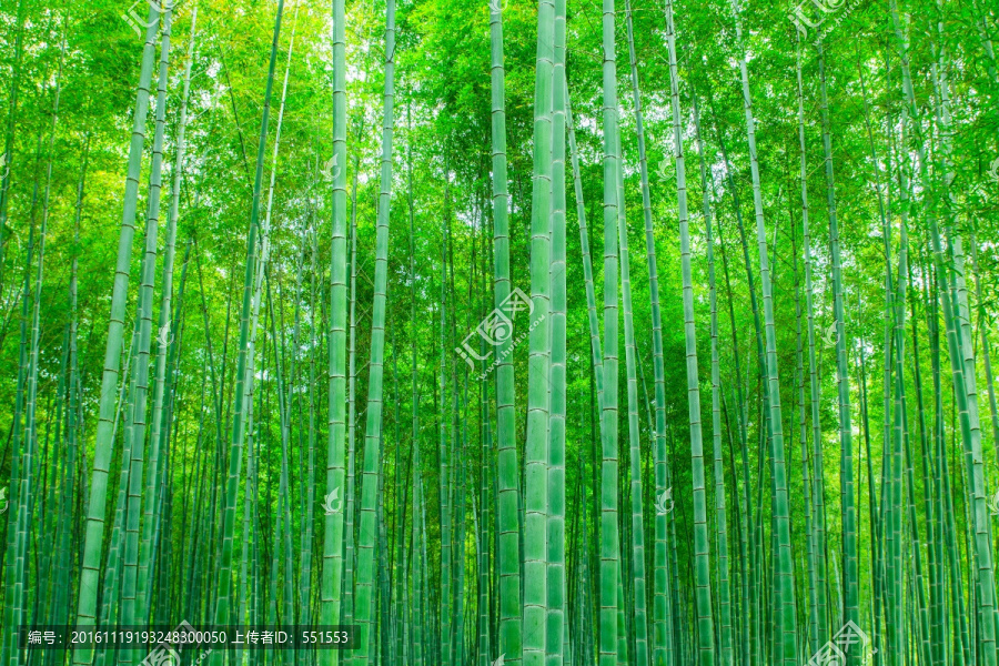 竹子