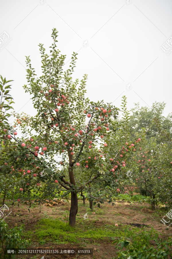 秋天的苹果树,红富士苹果种植