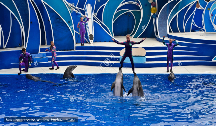 双鲸顶人,鲸鱼表演,海洋乐园