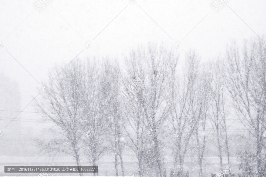 雪中的树木