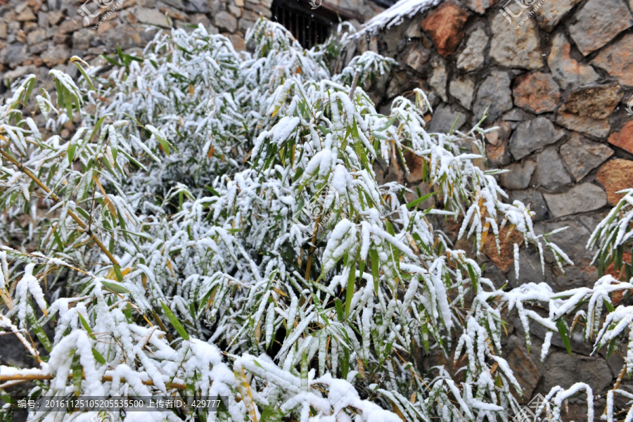 竹子,,积雪