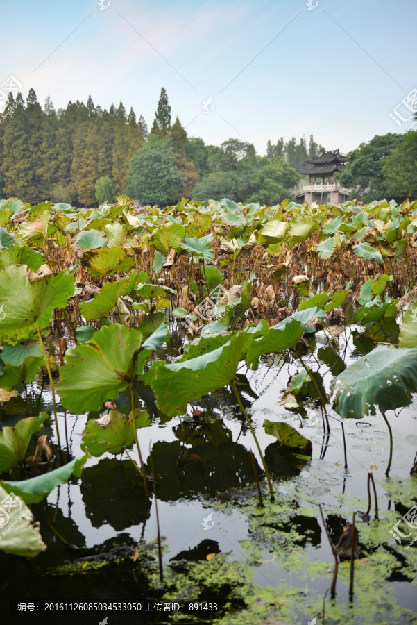 西湖秋景