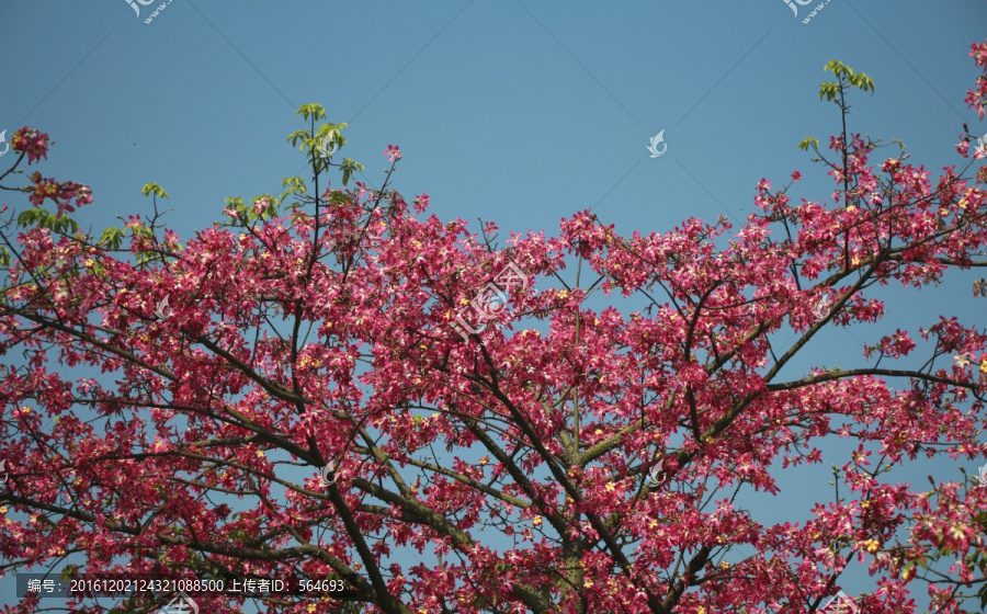 美人树,花背景,鲜花