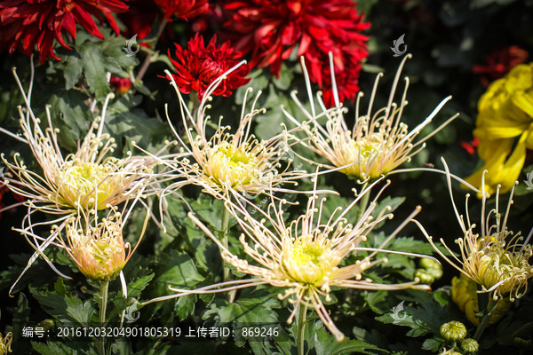 高清花朵图片