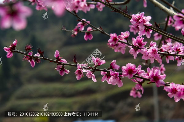 桃花特写花瓣