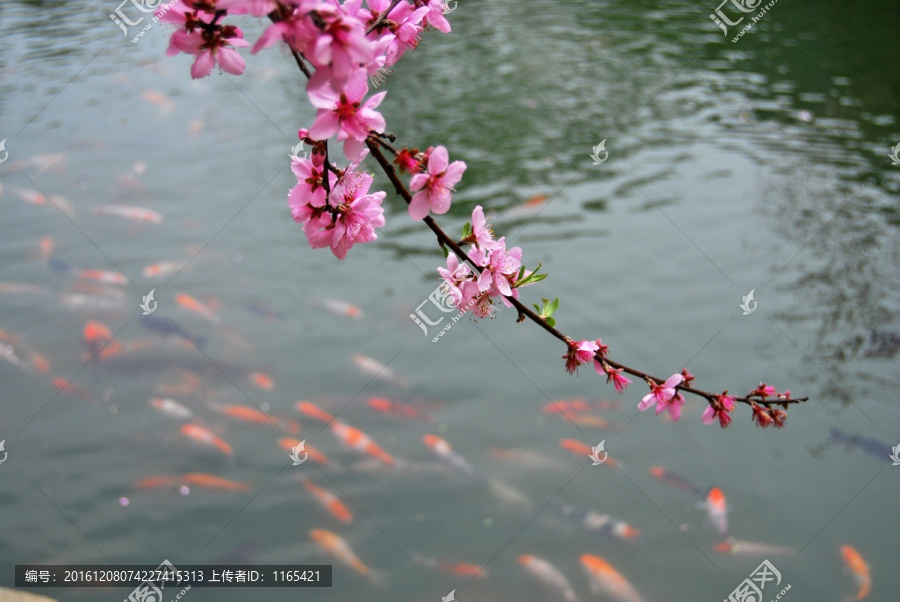 桃花,金鱼